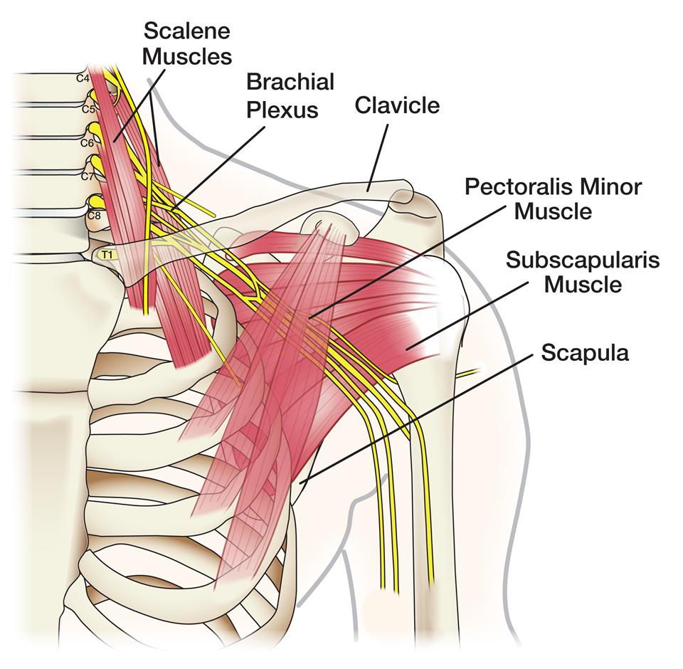 brachial-plexus-4